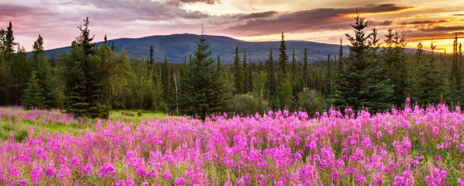 Landscape with fireweed flowers, evergreen trees, and sunset