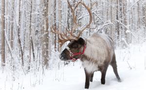 Reindeer with large antlers in snowy landscape