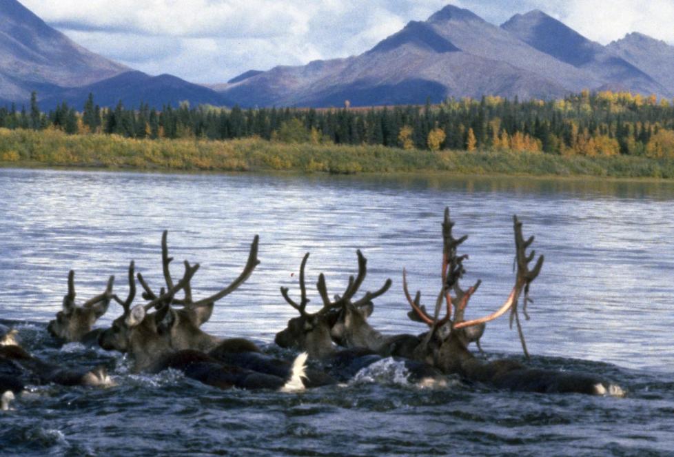 Caribou swimming in the Kobuk River. Tall mountains, clouds, and forest in background.