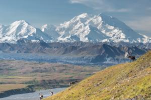 A view of Denali with four caribou in foreground