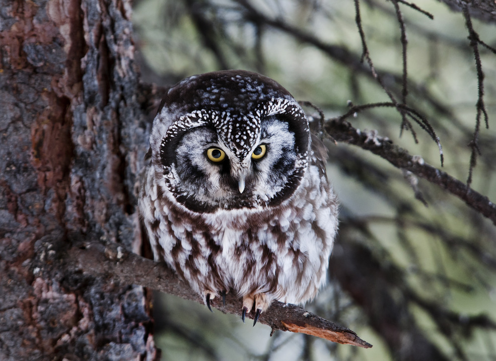close up of a boreal own in a spruce tree