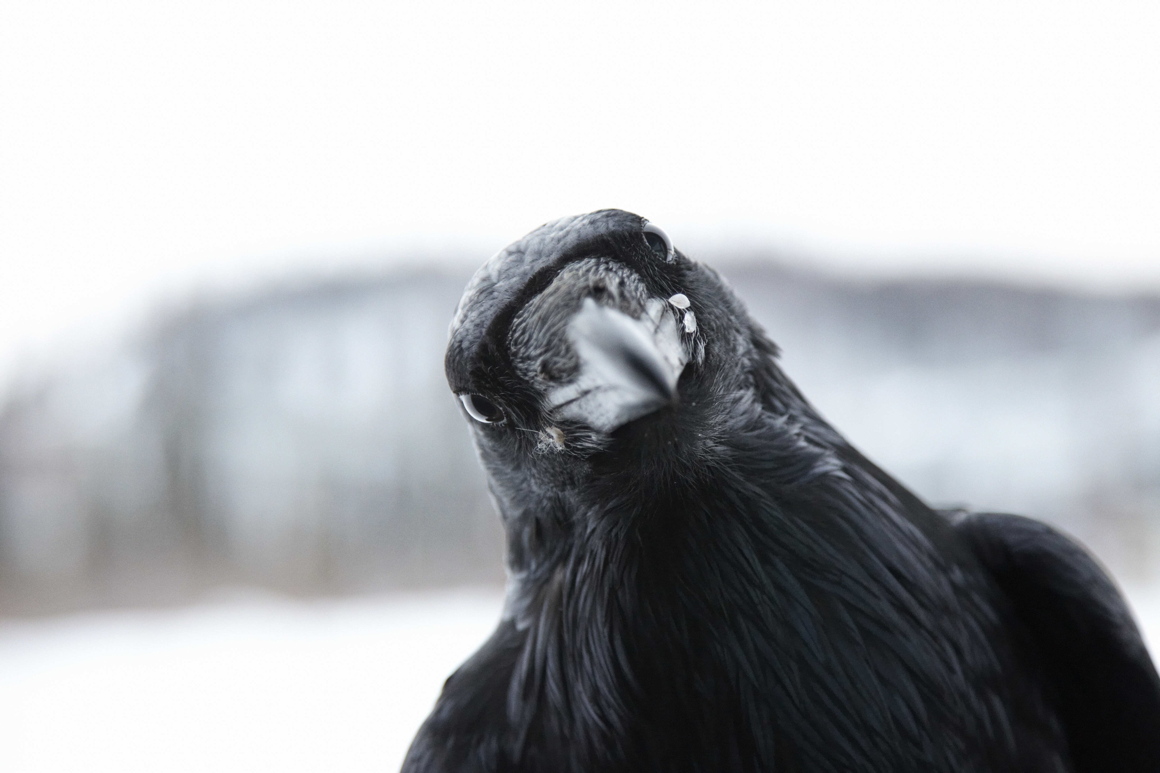 Photo portrait of a curious raven with head leaning to the side