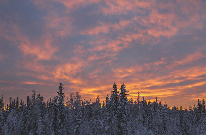 Solstice - Clouds over trees