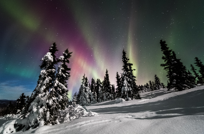 Solstice - aurora and snow covered trees