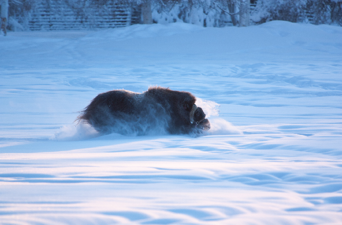 Solstice - Musk ox in snow