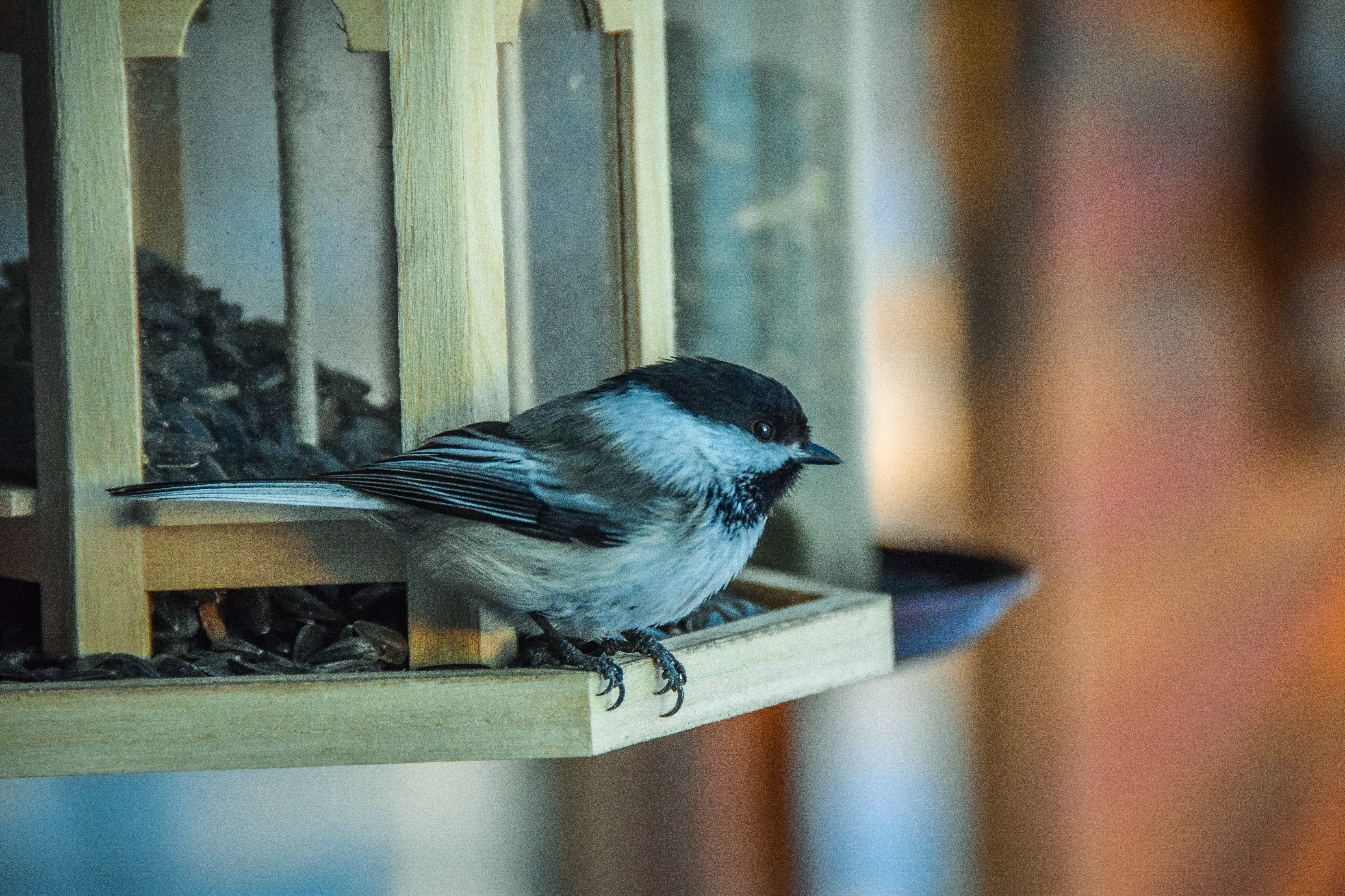 Bill Wright / Explore Fairbanks close-up of a chickadee at a bird feeder