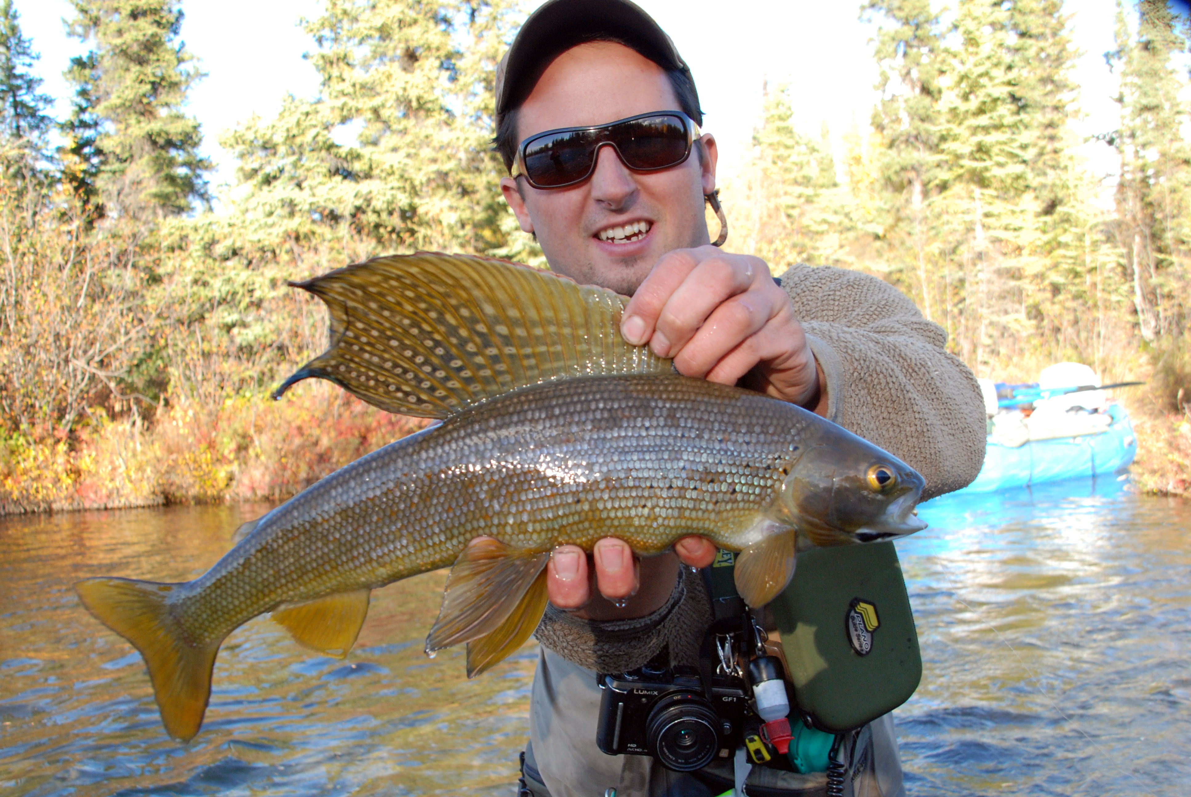 Person holding up arctic grayling fish with large dorsal fin