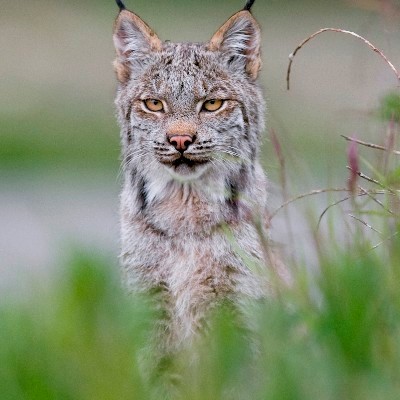 Lynx