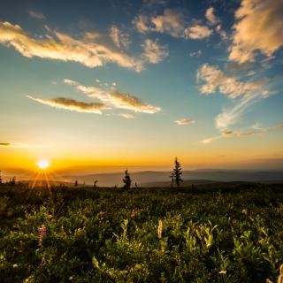 Golden summer sun over lush tundra landscape near Fairbanks, Alaska