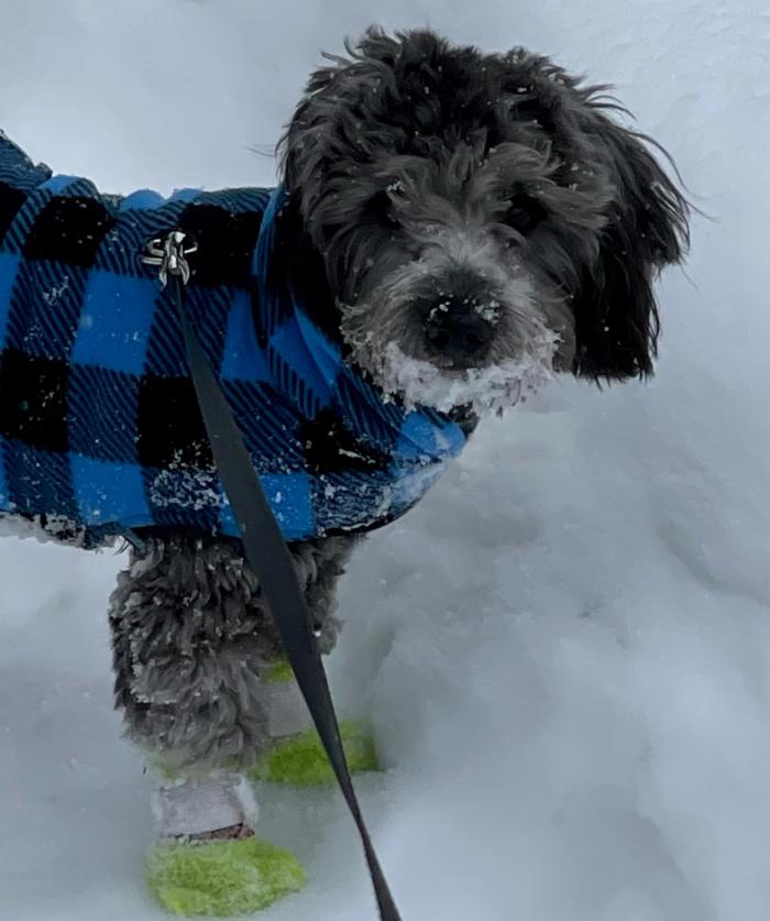 Amy Geiger Explore Fairbanks Paxon the pup