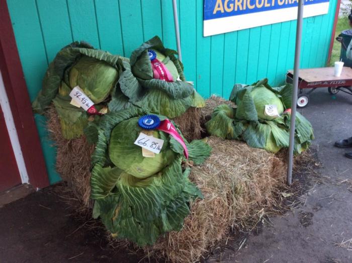 courtesy of Tanana Valley State Fair Association blue ribbon giant cabbage on a haystack exhibited at state fair