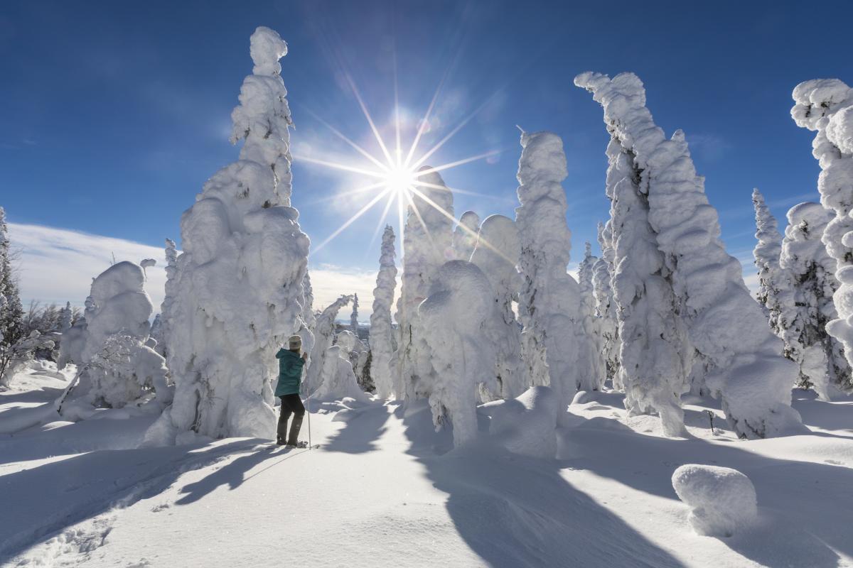 A person walking through a forest of snow-covered trees under a bright, clear blue sky, with a clear blue sky and brightly shining sun.