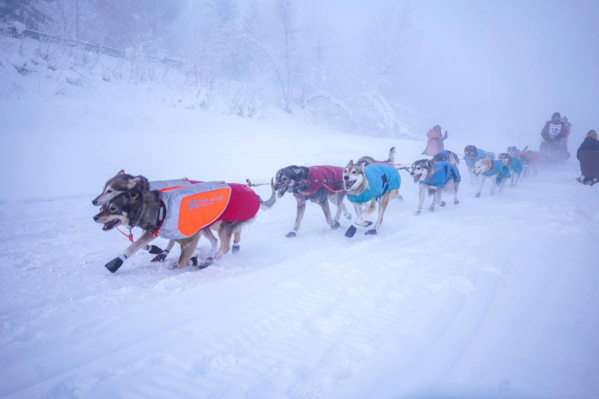 Sled dogs wearing boots and jackets, racing across snow in the Yukon Quest.