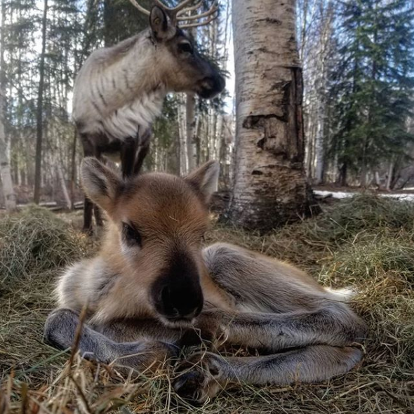 Mother reindeer and calf - Archipelago Farms