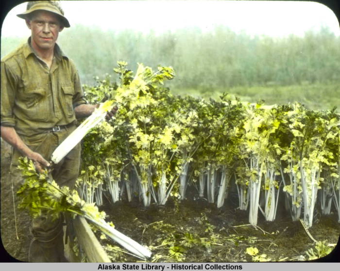 Alaska State Library, The Alaska Railroad Tour Lantern Slide Collection, 1923. ASL-PCA-198 Man of farm with celery plants