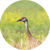 A sandhill crane with a red crown stands in tall grass, with a blurred background of green and yellow wildflowers.